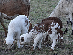 damara sheep