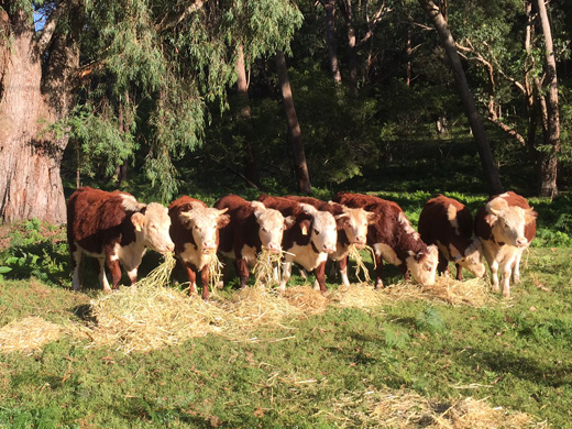 hereford cows